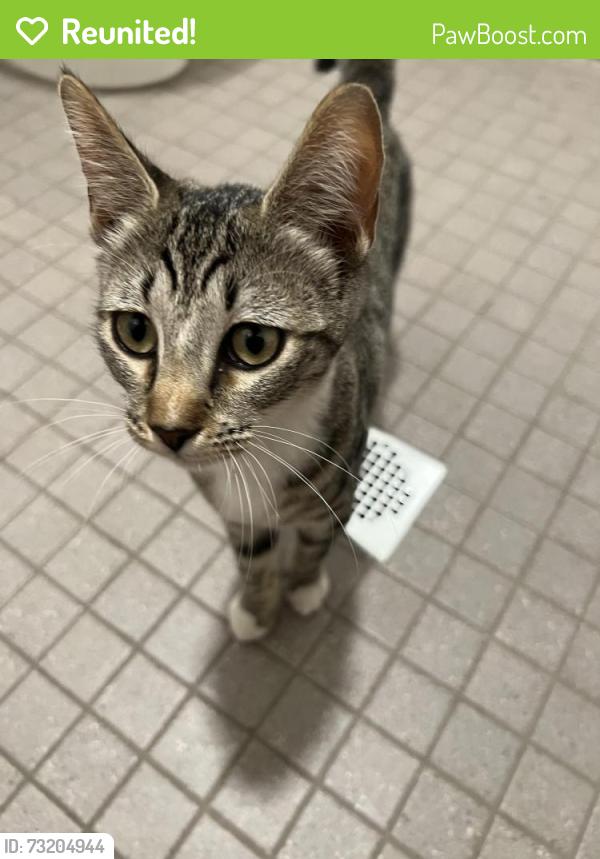 Reunited Female Cat last seen Verano place, Irvine, CA 92617
