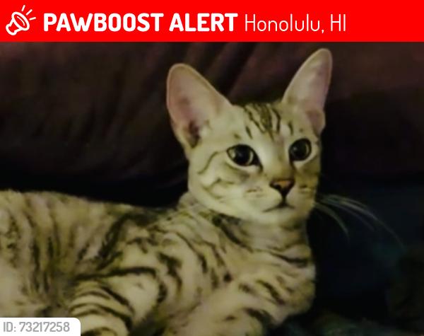 Lost Male Cat last seen Hawaii Kai drive and hahaione, Honolulu, HI 96825