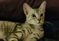 Lost Male Cat last seen Hawaii Kai drive and hahaione, Honolulu, HI 96825