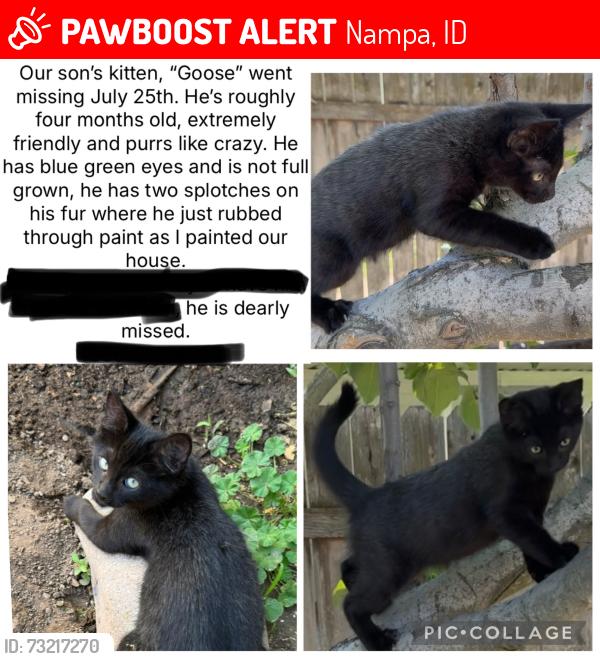 Lost Male Cat last seen Greenhurst and South State street, Nampa, ID 83686