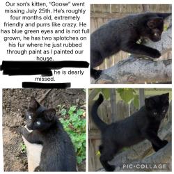 Lost Male Cat last seen Greenhurst and South State street, Nampa, ID 83686