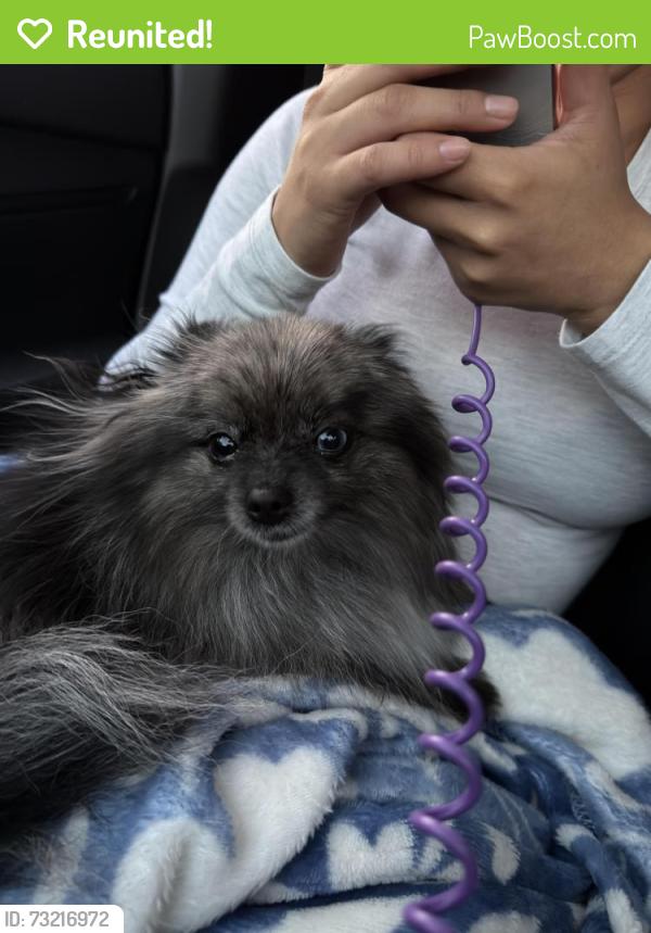 Reunited Female Dog last seen NW millcreek road, Beaverton, OR 97229