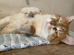 Lost Male Cat last seen Route 490 St.Paul, Saint-Paul Parish, NB E4T 3G7