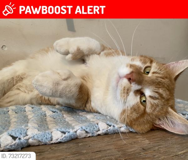 Lost Male Cat last seen Route 490 St.Paul, Saint-Paul Parish, NB E4T 3G7