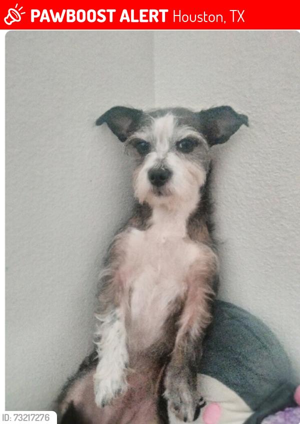 Lost Male Dog last seen Barberry Dr, Houston, TX 77051