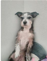 Lost Male Dog last seen Barberry Dr, Houston, TX 77051