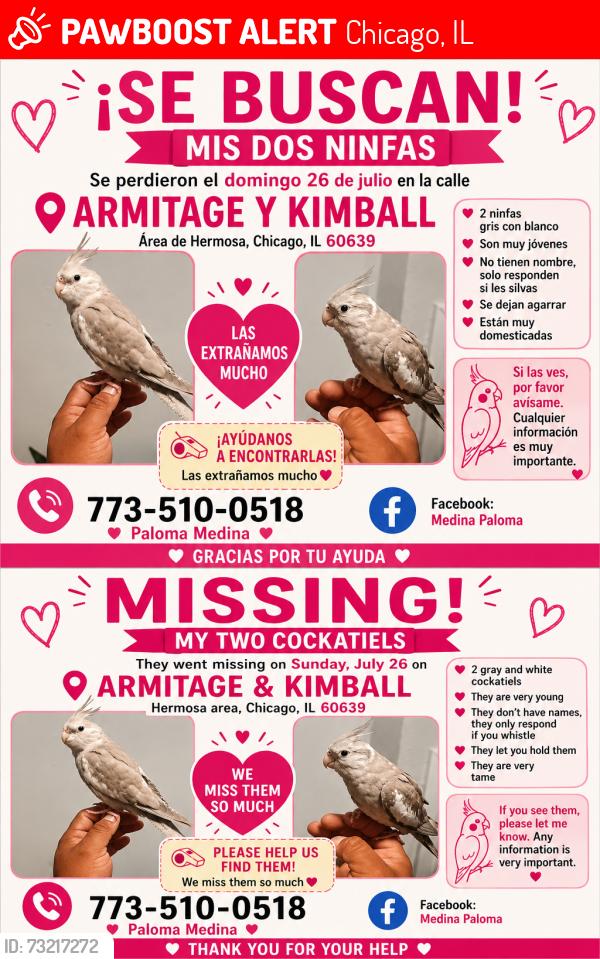 Lost Unknown Bird last seen Chicago ilinois, Chicago, IL 60647