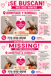 Lost Unknown Bird last seen Chicago ilinois, Chicago, IL 60647