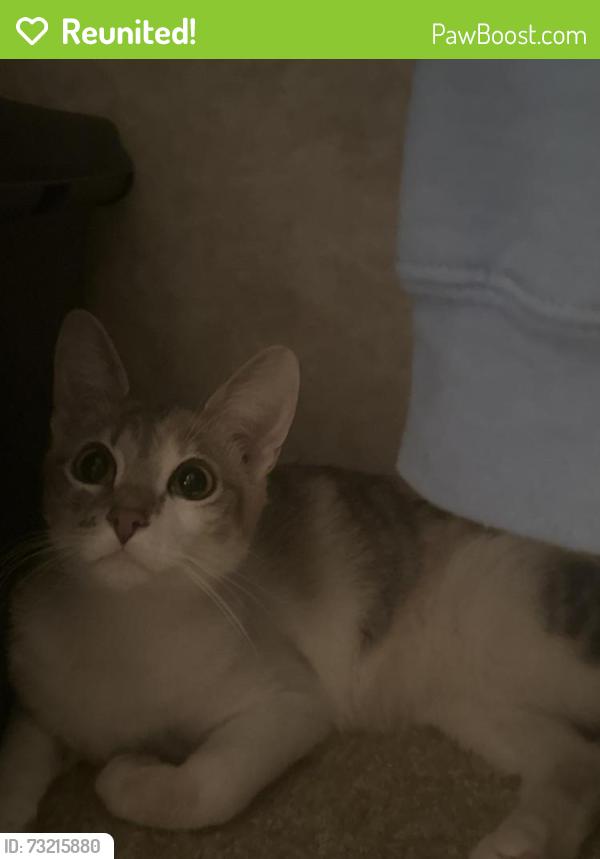 Reunited Female Cat last seen Near Lon Hagler area, Loveland, CO 80537