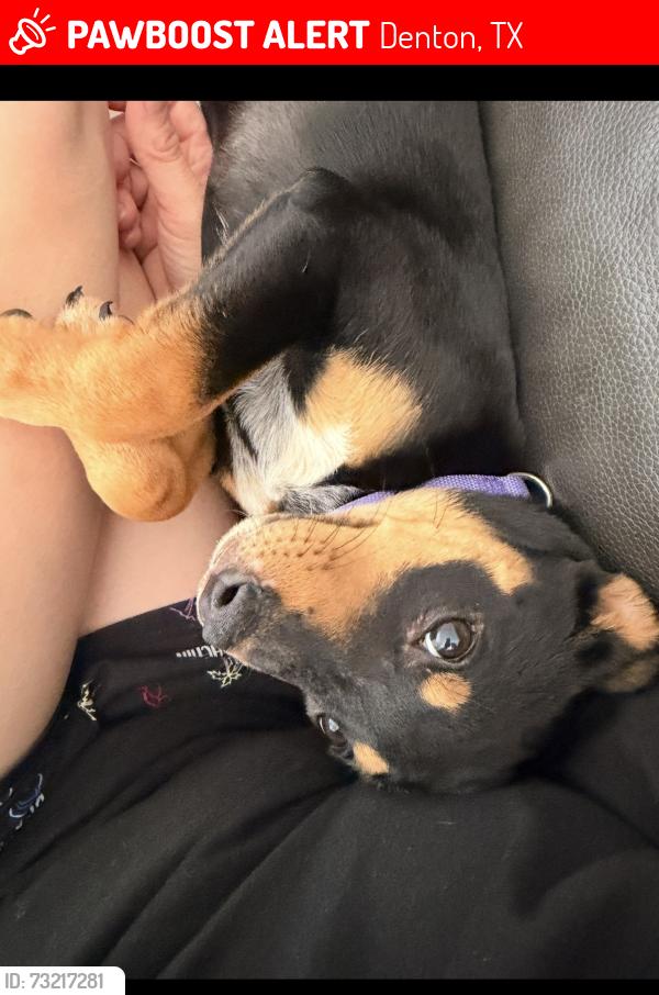 Lost Female Dog last seen Mills st McKinney st, Denton, TX 76205