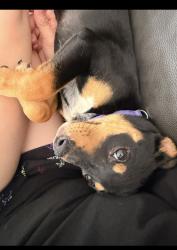 Lost Female Dog last seen Mills st McKinney st, Denton, TX 76205