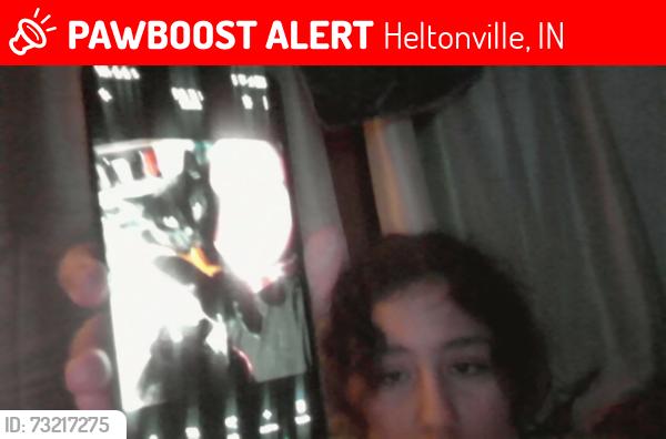 Lost Male Cat last seen heltonville in went missing at 11 something at night, Heltonville, IN 47436