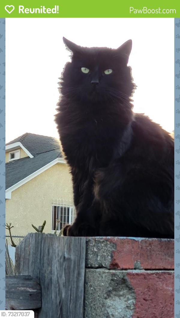 Reunited Male Cat last seen Olympic And Bronson, Los Angeles, CA 90019