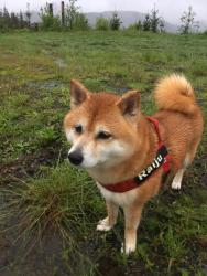 Reunited Female Dog last seen 248th st, military, Kent, WA 98032