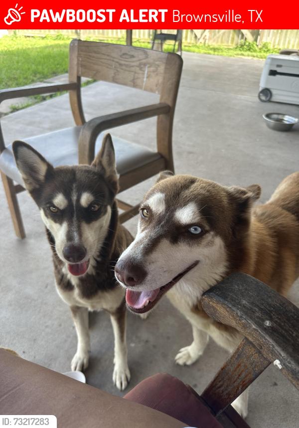Lost Female Dog last seen Burr Oak Loop, Brownsville, TX 78526