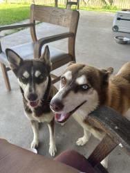 Lost Female Dog last seen Burr Oak Loop, Brownsville, TX 78526