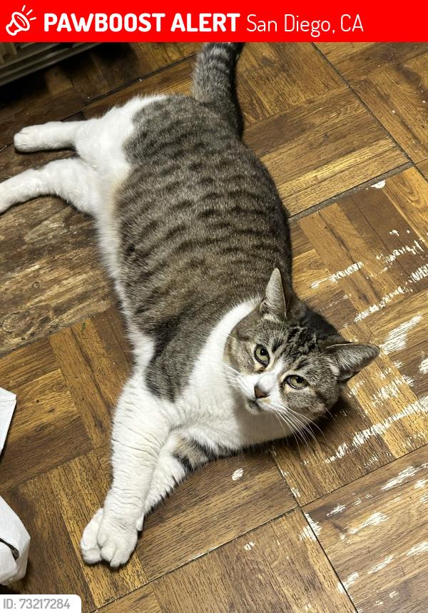 Lost Female Cat last seen Kearny Ave & South Evans St, San Diego, CA 92113