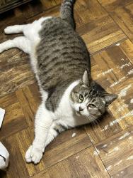 Lost Female Cat last seen Kearny Ave & South Evans St, San Diego, CA 92113