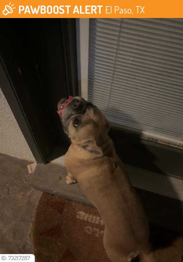 Found/Stray Female Dog last seen Holly Springs Padk, El Paso, TX 79938