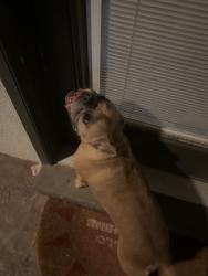 Found/Stray Female Dog last seen Holly Springs Padk, El Paso, TX 79938