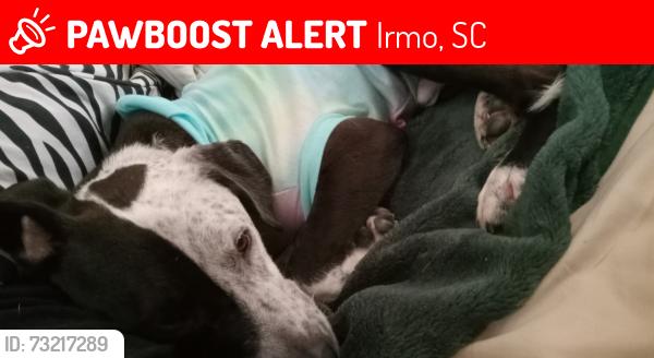 Lost Male Dog last seen Home, Irmo, SC 29063