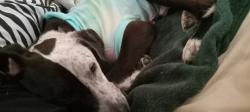 Lost Male Dog last seen Home, Irmo, SC 29063