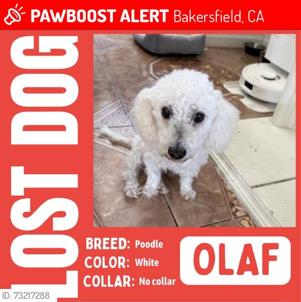 Lost Male Dog last seen Berkshire & Monitor, Bakersfield, CA 93307