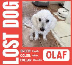 Lost Male Dog last seen Berkshire & Monitor, Bakersfield, CA 93307