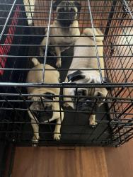 Reunited Female Dog last seen Shahen drive, Bonita vista, del Rosa, San Bernardino, CA 92404