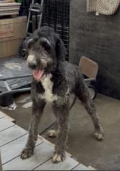 Reunited Female Dog last seen Baseline and sierra, arco, canes, juniper sda church, Wayne ruble middle school, ab miller highschool, Fontana, CA 92336