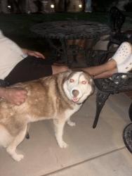 Reunited Male Dog last seen willow springs dr, Yucaipa, CA 92399
