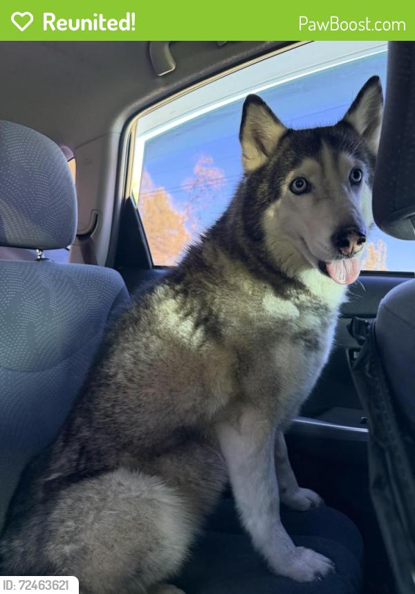 Reunited Female Dog last seen In between baseline and miller, Fontana, CA 92376