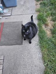Lost Male Cat last seen Near Townline Road, Abbotsford, BC V2T 5K2