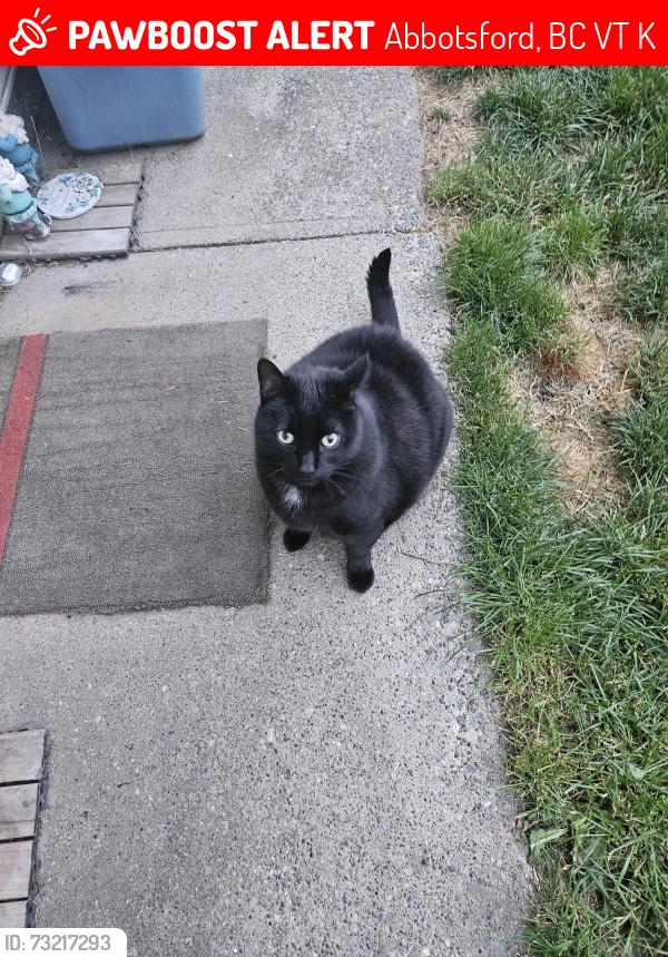 Lost Male Cat last seen Near Townline Road, Abbotsford, BC V2T 5K2