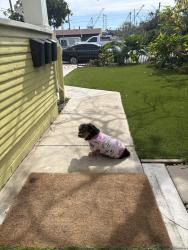 Lost Female Dog last seen Newton & S 27th St., San Diego, CA 92113