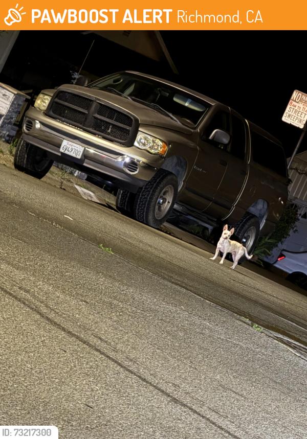Found/Stray Unknown Dog last seen Valley View and May Road, Richmond, CA 94803