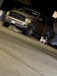 Found/Stray Unknown Dog last seen Valley View and May Road, Richmond, CA 94803
