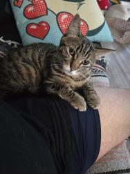 Lost Male Cat last seen Los Feliz drive, Thousand Oaks, CA 91362