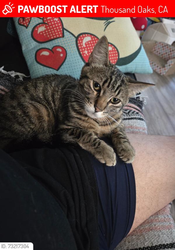Lost Male Cat last seen Los Feliz drive, Thousand Oaks, CA 91362