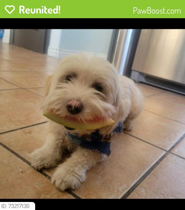 Reunited Female Dog last seen Cobalt and la mesa, Victorville, CA 92392