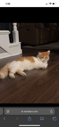 Lost Male Cat last seen 7 mile and Middlebelt, Livonia, MI 48152