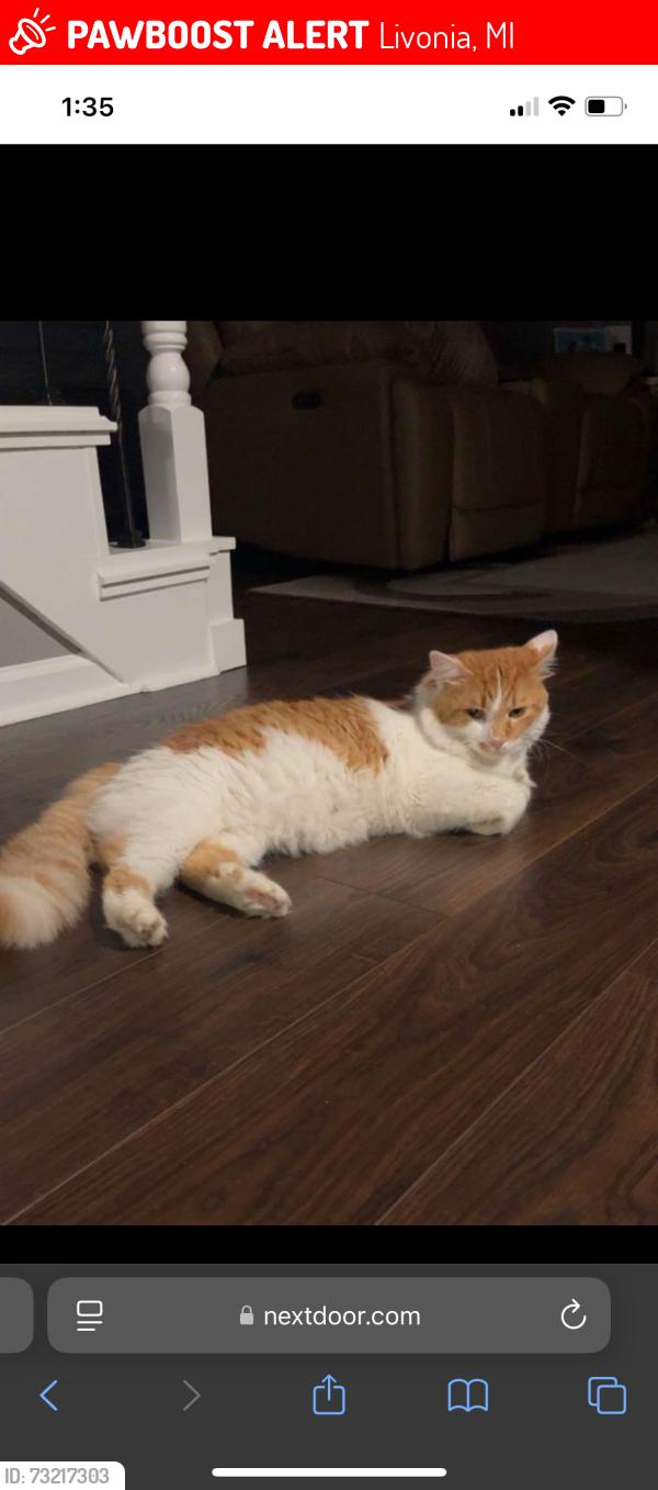 Lost Male Cat last seen 7 mile and Middlebelt, Livonia, MI 48152