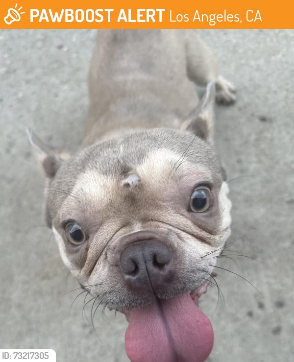 Found/Stray Male Dog last seen Savannah st and Michigan Ave, Los Angeles, CA 90033