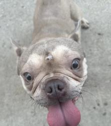 Found/Stray Male Dog last seen Savannah st and Michigan Ave, Los Angeles, CA 90033
