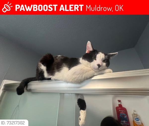 Lost Male Cat last seen near whispering winds, Muldrow, OK 74948