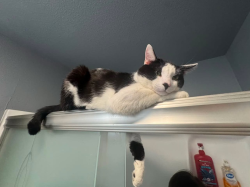Lost Male Cat last seen near whispering winds, Muldrow, OK 74948