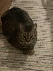 Reunited Female Cat last seen Grandview Avenue & Lamar street, Arvada, CO 80002