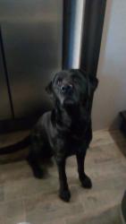 Reunited Male Dog last seen Near Florida rd, Deltona, FL 32738