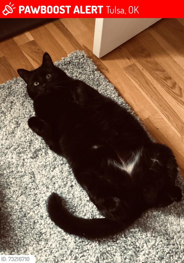 Lost Male Cat last seen 40th & Union near Webster High School, Tulsa, OK 74107