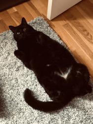 Lost Male Cat last seen 40th & Union near Webster High School, Tulsa, OK 74107